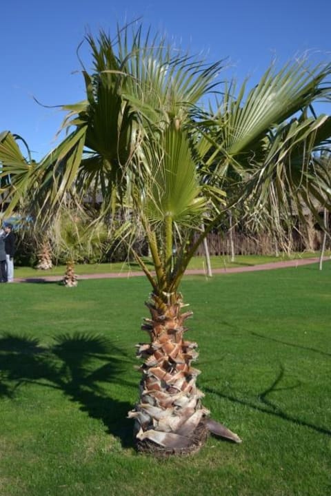 Palme Sherwood Exclusive Lara