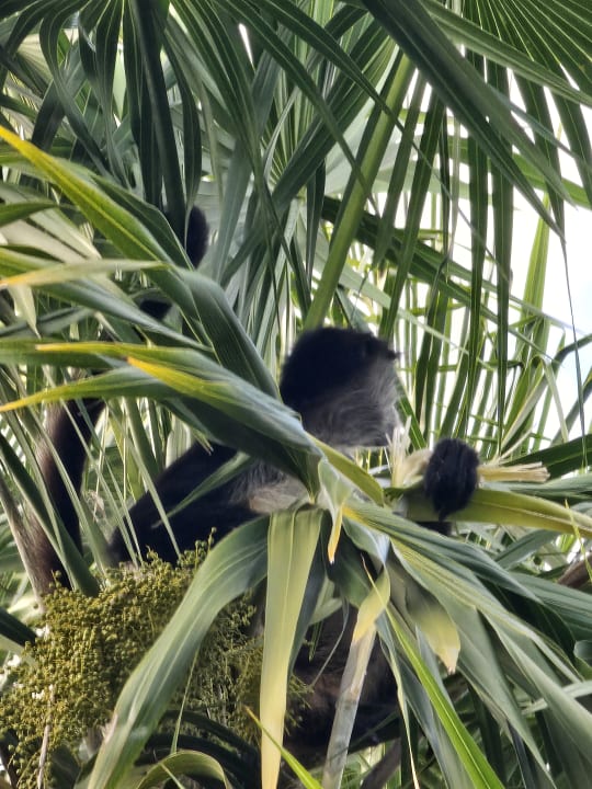 Gartenanlage Hotel Riu Tequila