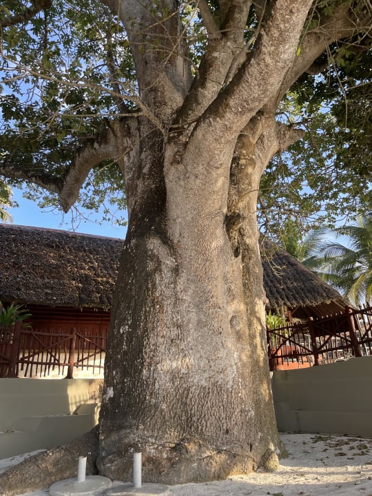Gartenanlage Baobab Beach Resort & Spa