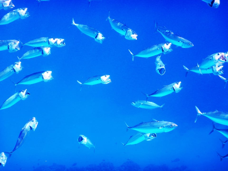 Sport & Freizeit Shams Alam Beach Resort