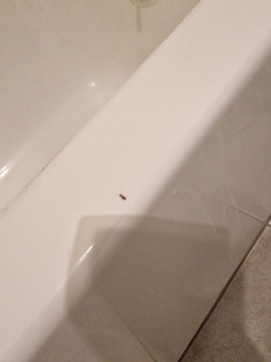 Zimmer Hotel Rodeway Inn Seatac