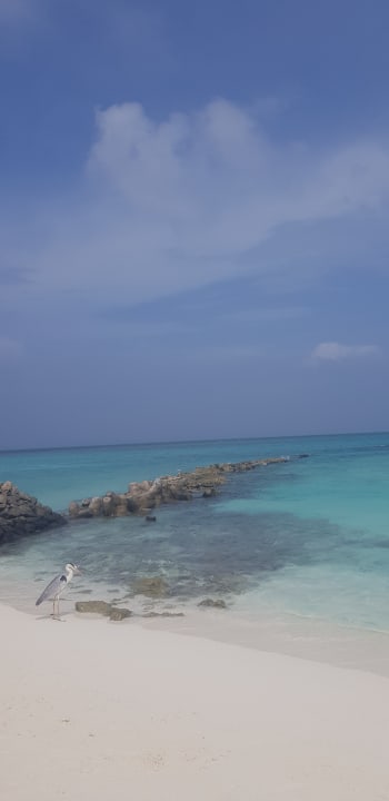 Strand Summer Island Maldives