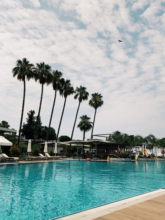 Pool Acanthus Cennet Barut Collection