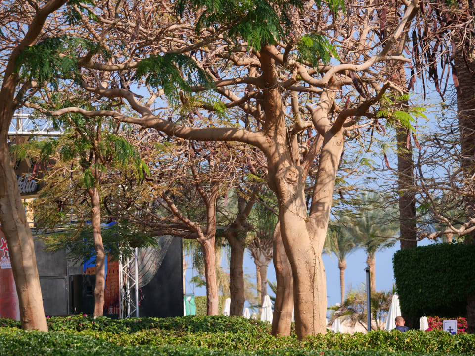 Gartenanlage Stella Beach Resort & Spa Makadi Bay