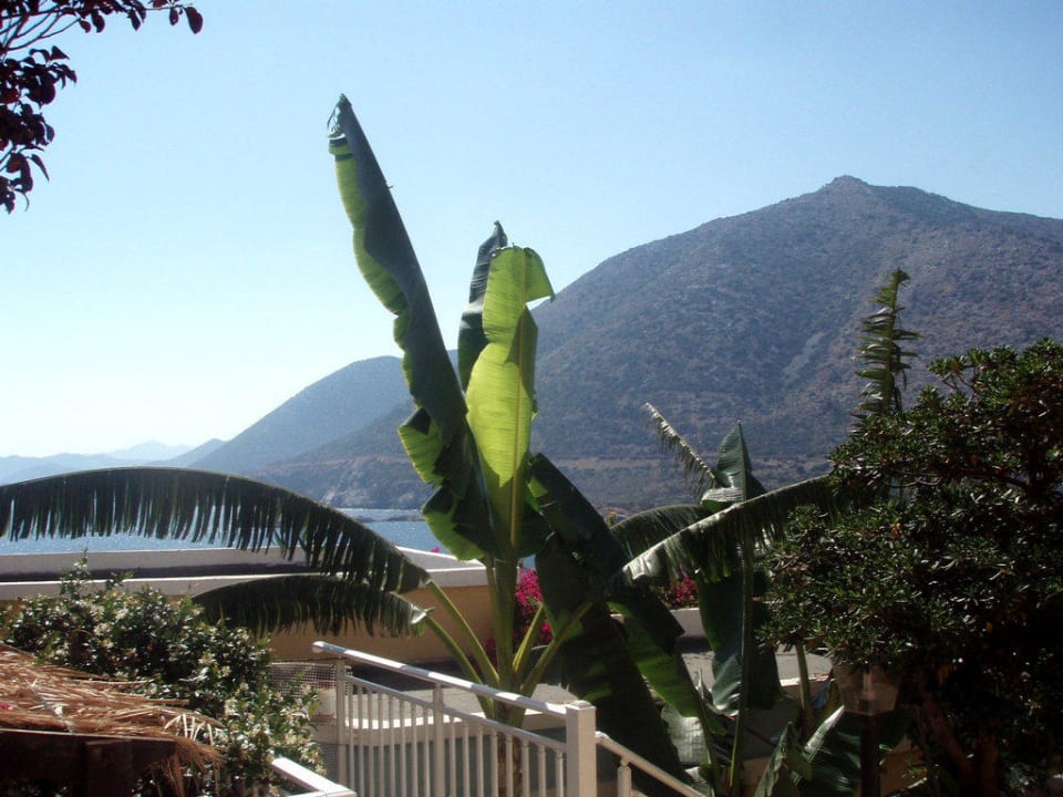Bananen im Garten Ormos Atalia Village