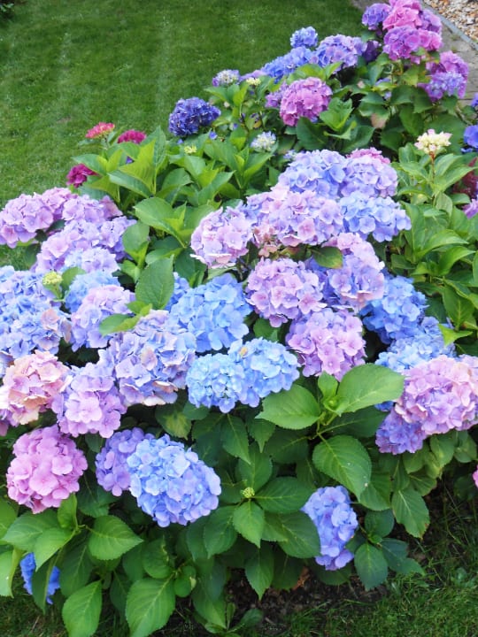 In the garden Apartment Barbara