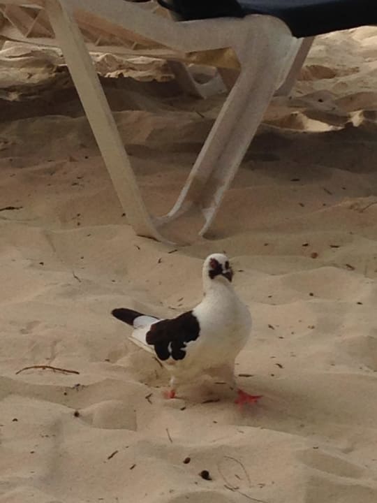 Immer auf der Suche nach etwas essbaren Grand Palladium Punta Cana Resort & Spa