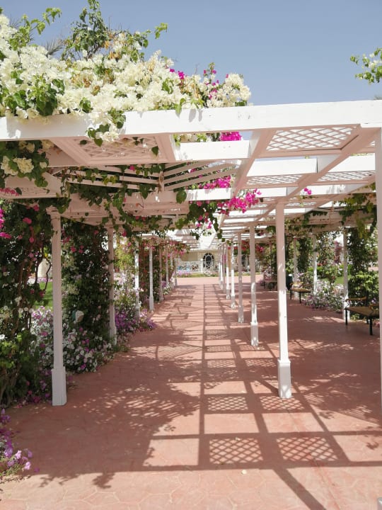 Gartenanlage Desert Rose