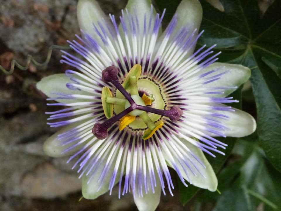 Passionsblüte Side Altinkum Hotel