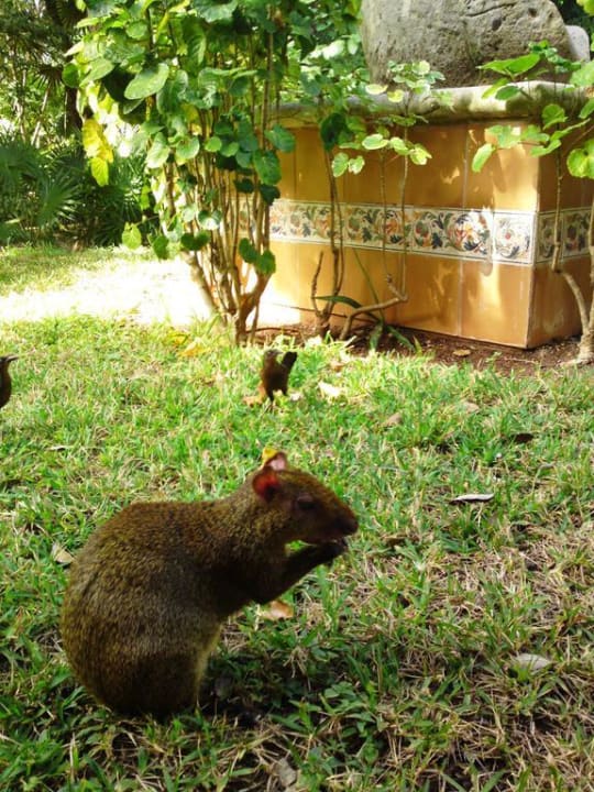 Tiere in der Hotelanlage Hotel Riu Tequila