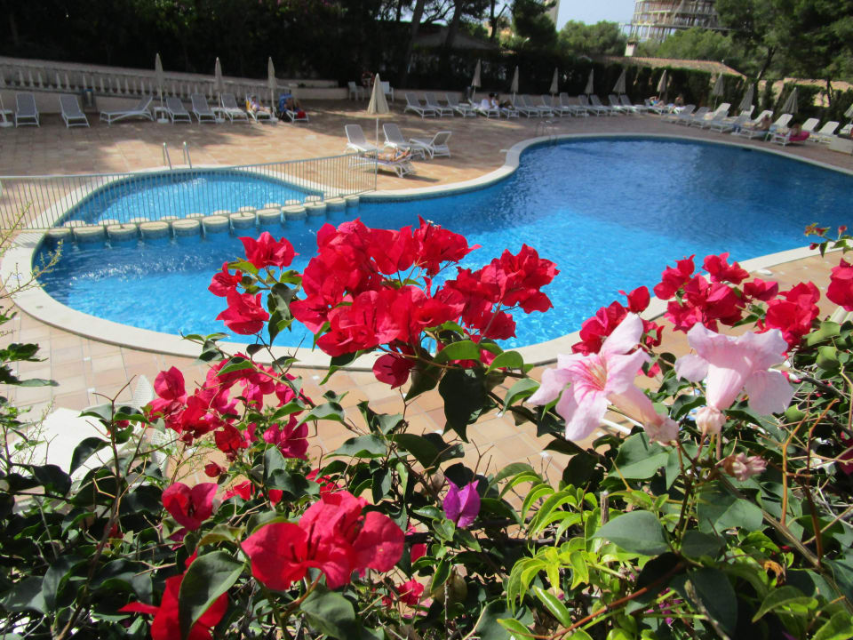 Pool Grupotel Orient