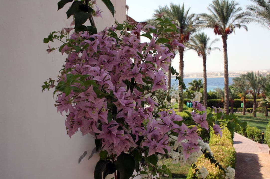 Tolle Blumen Fort Arabesque Resort, Spa & Villas