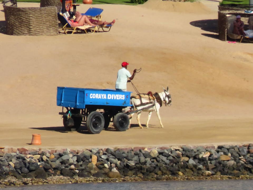 Blick auf die andere Seite der Bucht Steigenberger Coraya Beach - Adults only