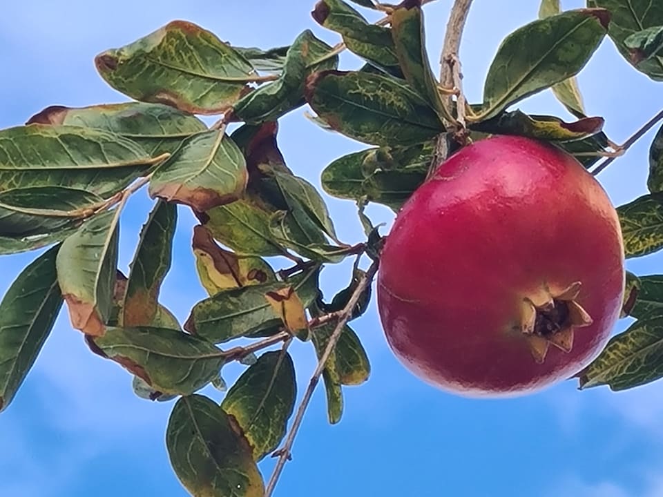 Gartenanlage Cora Hotel & Spa