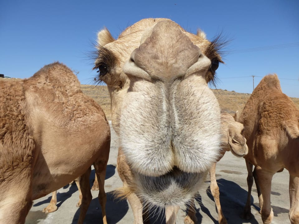 Kamele Wyndham Garden Salalah Mirbat