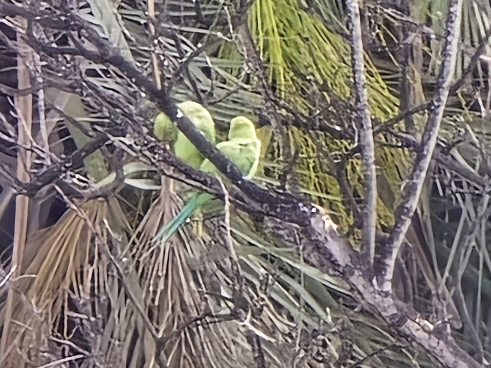 Gartenanlage TRH Taoro Garden