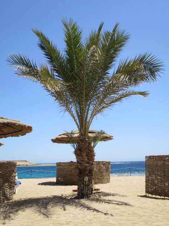 Strand Coral Sun Beach