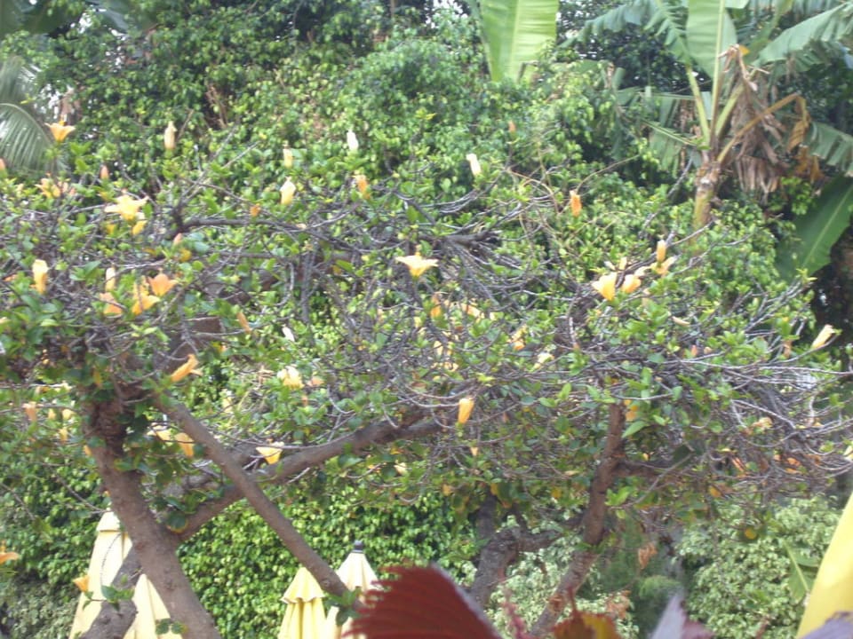 Bäumchen am Pool H10 Tenerife Playa