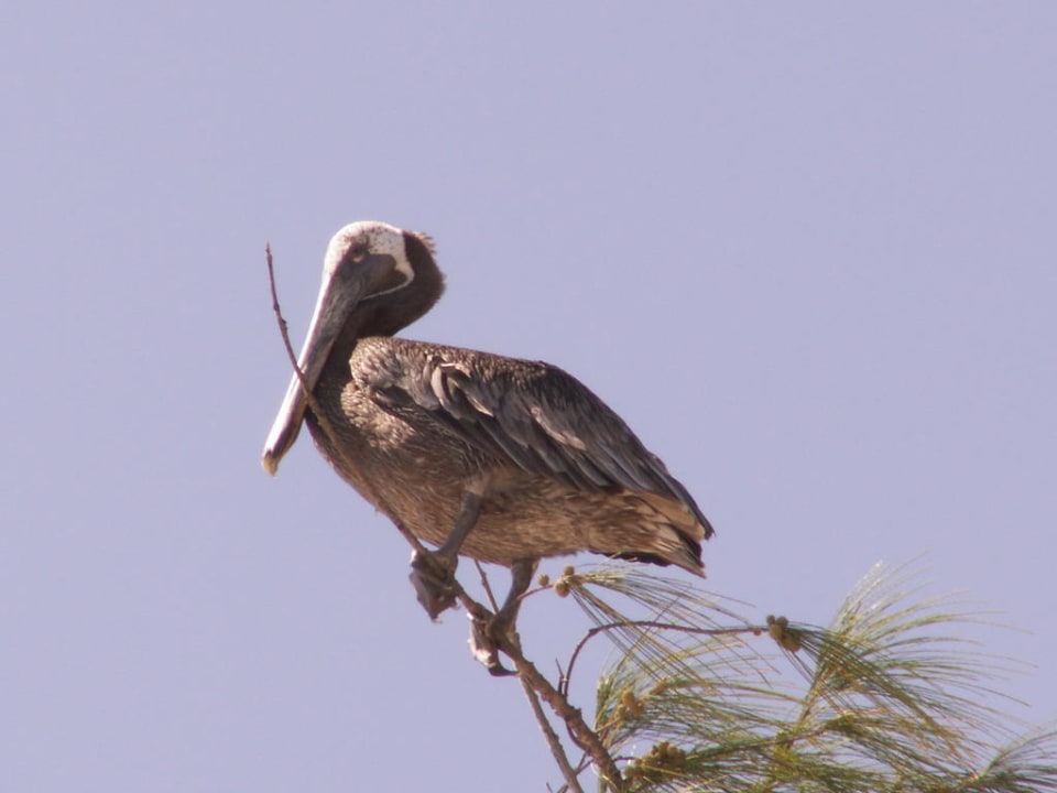 Pelikan am Strand Punta Cana Princess All Suites Resort & Spa