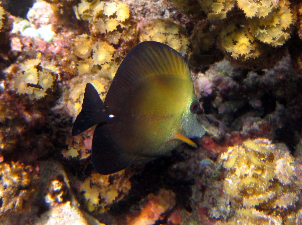 Beim schnorcheln Hotel Silver Beach