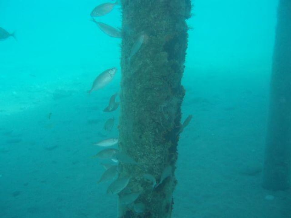 Wildes Leben am Strand Pasha's Princess by Werde Hotels- Adults only ( +16 )