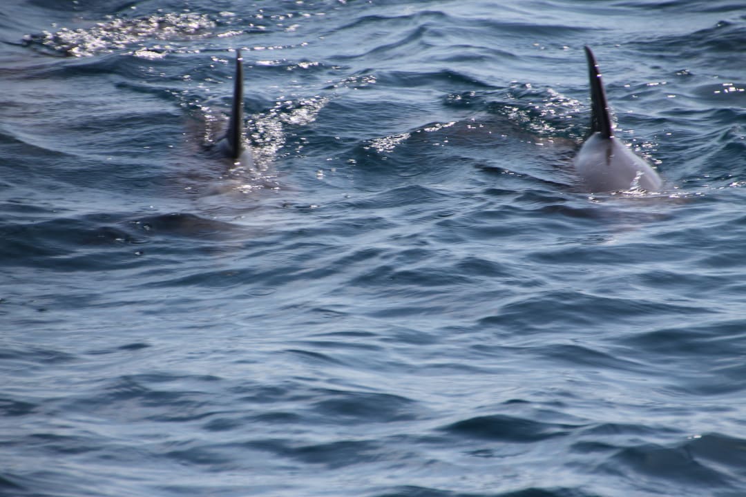 Sie waren fast immer anzutreffen Biyadhoo Island Resort