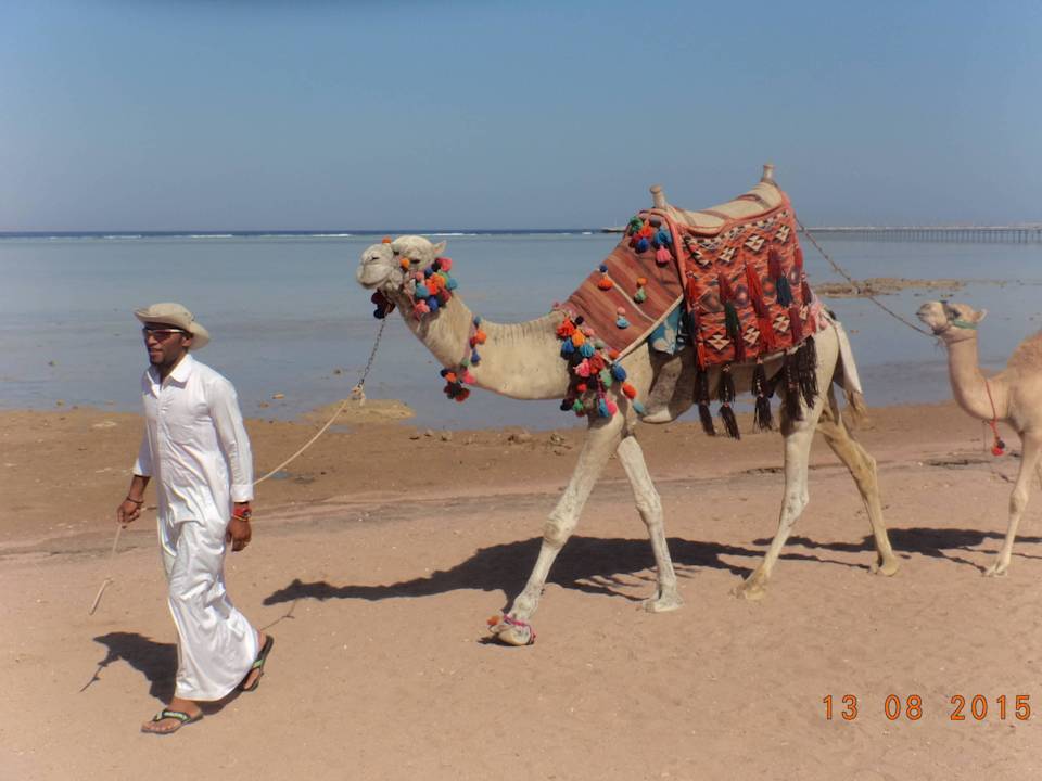 Kamelreiten Pickalbatros Royal Moderna Resort-Sharm El Sheikh