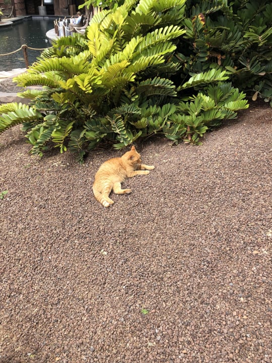 Sonstiges Lopesan Baobab Resort