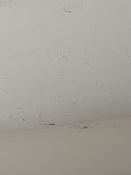 Zimmer FERGUS Style Bahamas