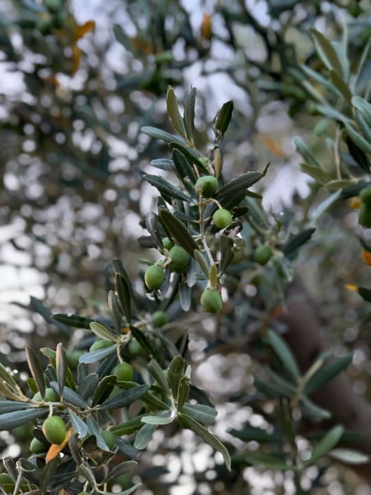 Gartenanlage Voyage Torba