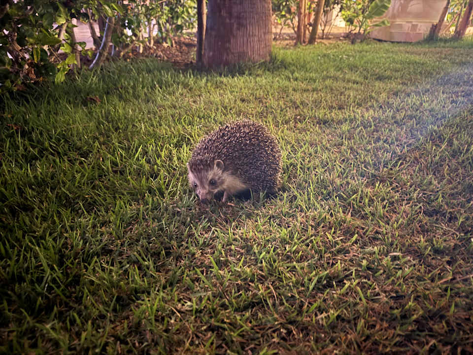 Gartenanlage allsun Numa Club Side