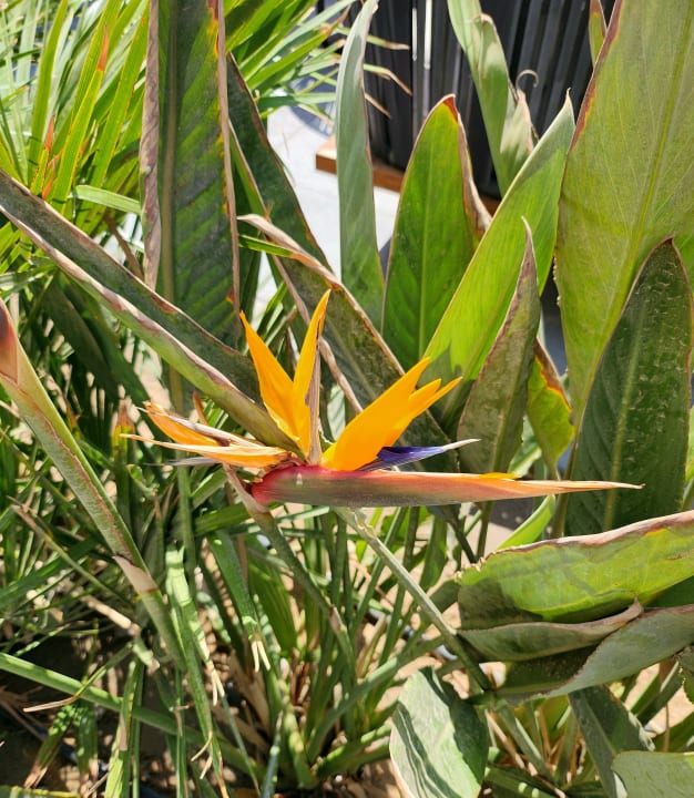 Gartenanlage Sunrise Tucana Resort - Grand Select