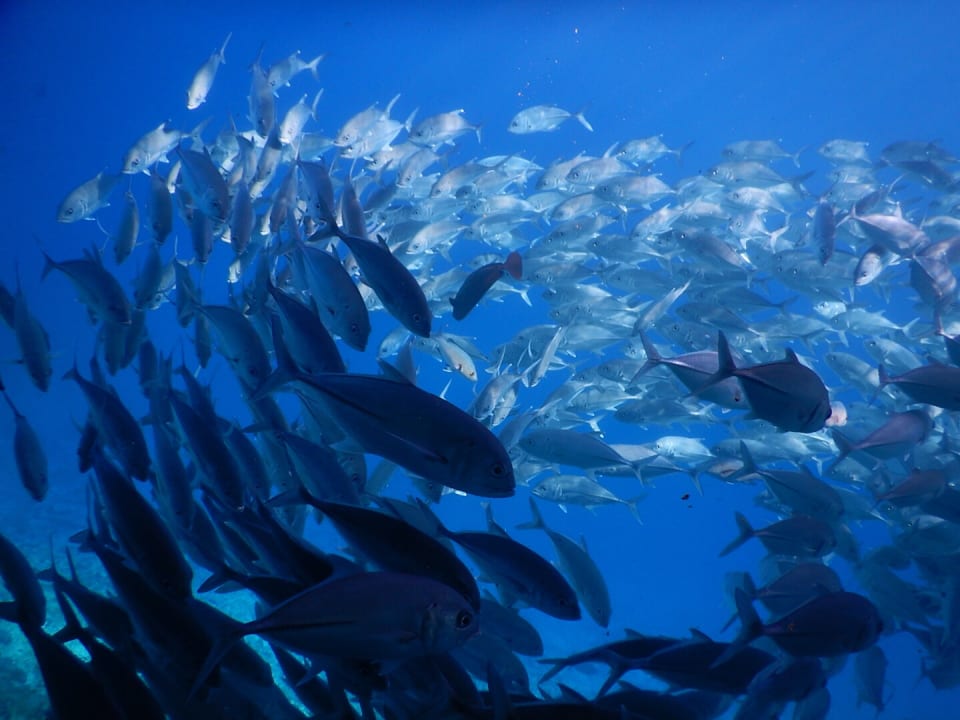 Meedhupparu Adaaran Select Meedhupparu Island Resort - Premium All Inclusive