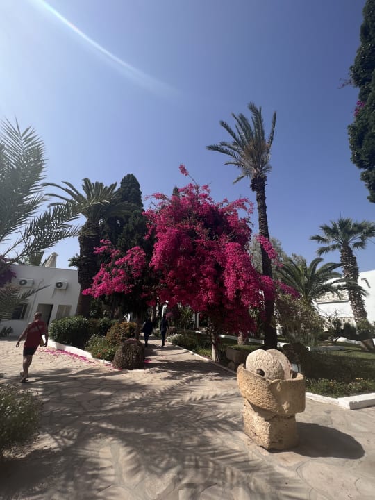 Gartenanlage The Orangers Beach Resort and Bungalows