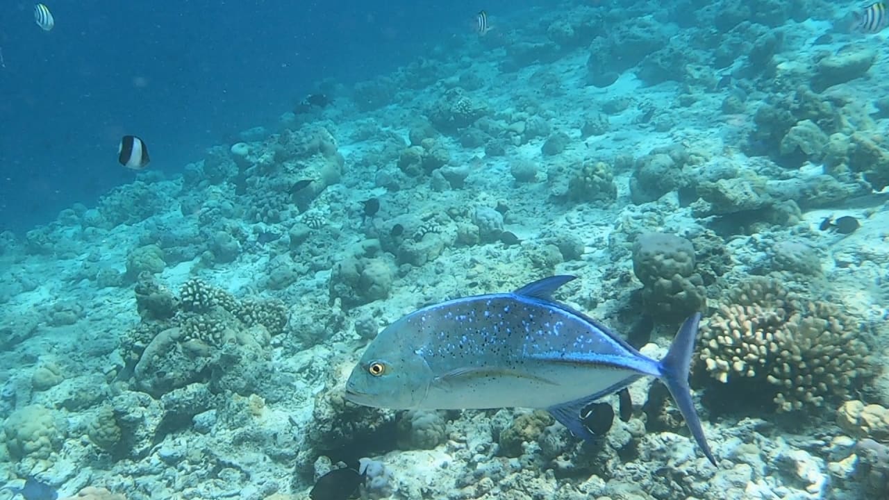 Sport & Freizeit NH Collection Maldives Reethi Resort