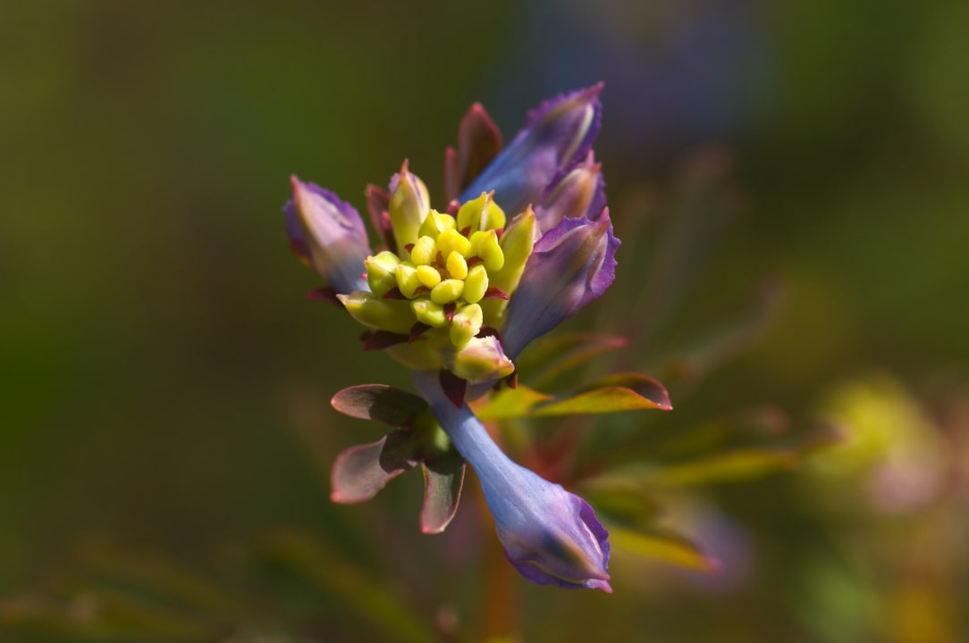 Gartenanlage Hotel Snow & Mountain Resort Schatzalp