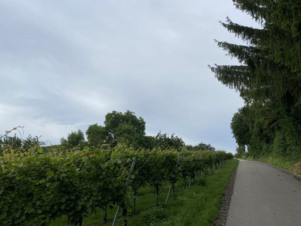 Ausblick Taste Style Hotel Bären Auggen