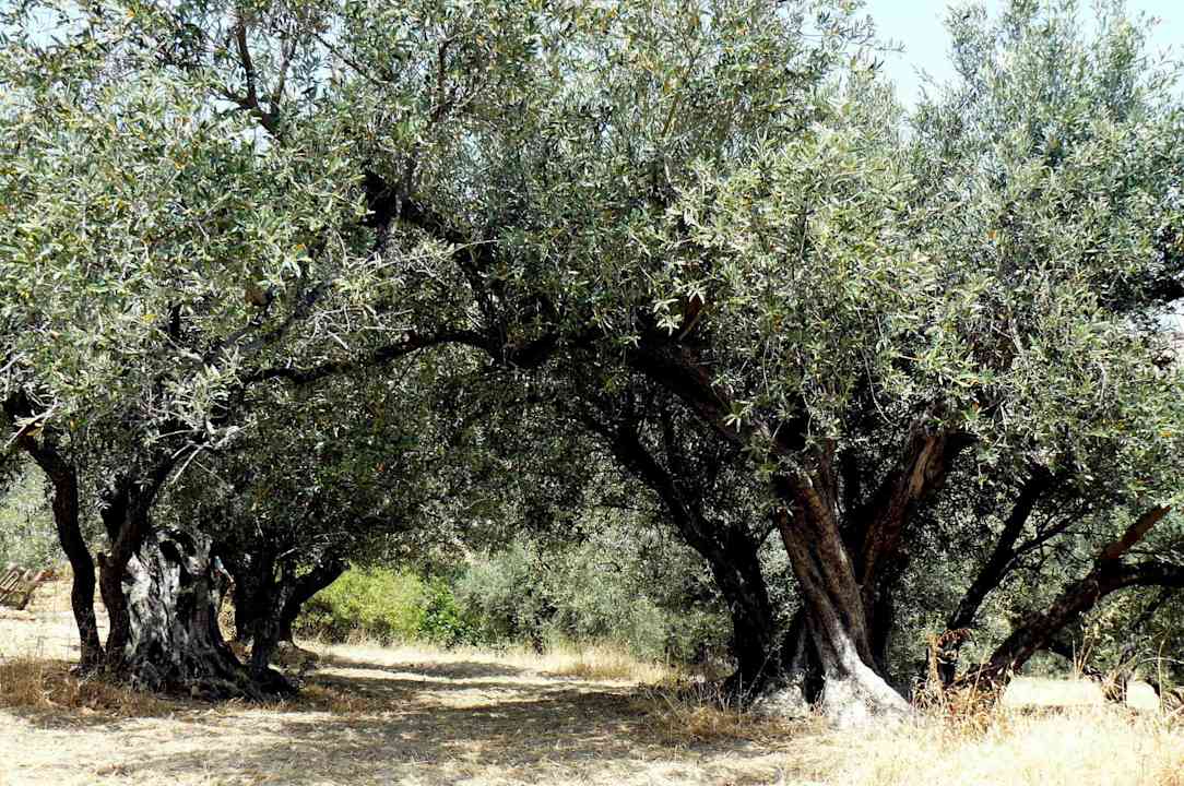 Olivovníky Rodos Blue Resort