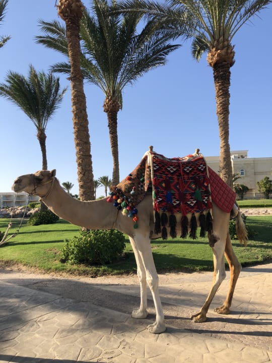 Sonstiges Palm Royale Resort - Soma Bay