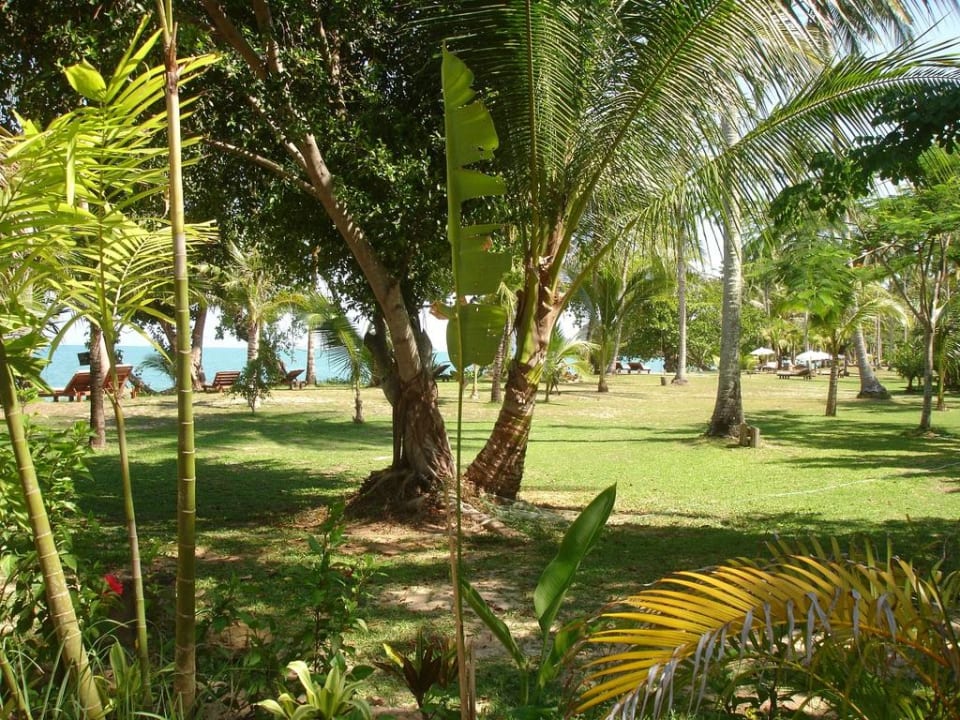 Blick vom Bungalow in den Garten Hotel Koyao Island Resort