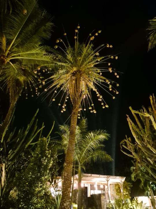 Gartenanlage Lagoon Attitude - Adults only