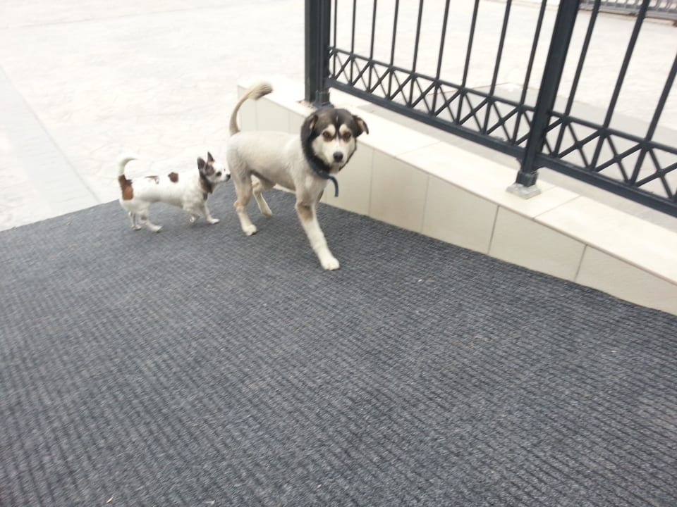 Husky mit Löwenhaarschnitt Ilios K Village Resort