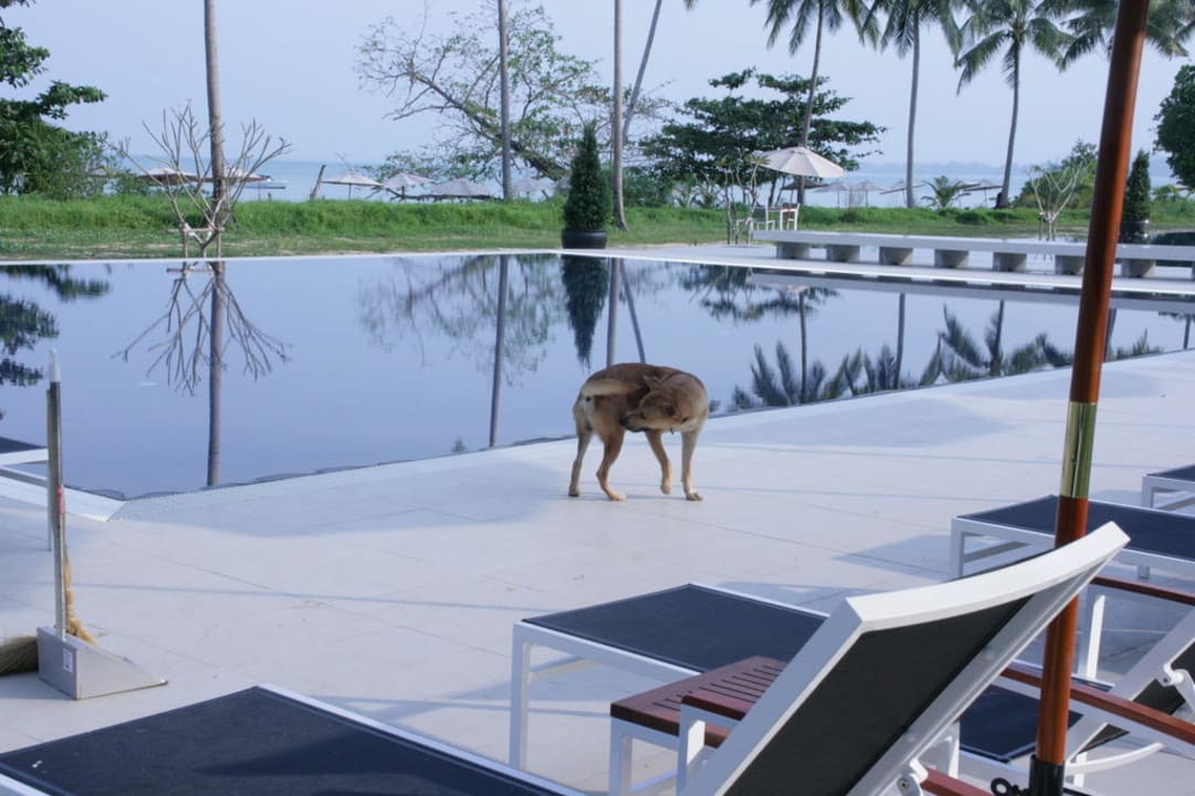 Blick auf Meerespool mit Hund Kantary Beach Hotel - KHAO LAK