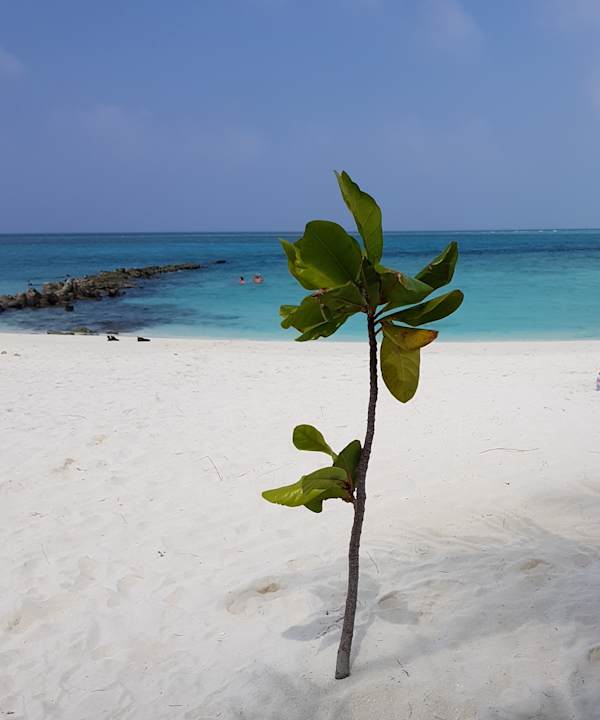 Strand Summer Island Maldives