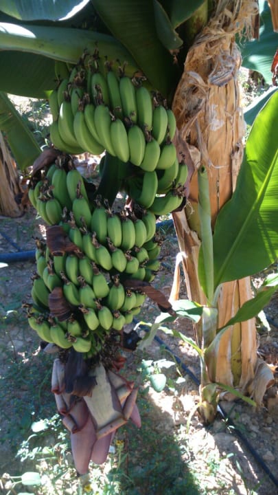 Gartenanlage Solivia Hotel