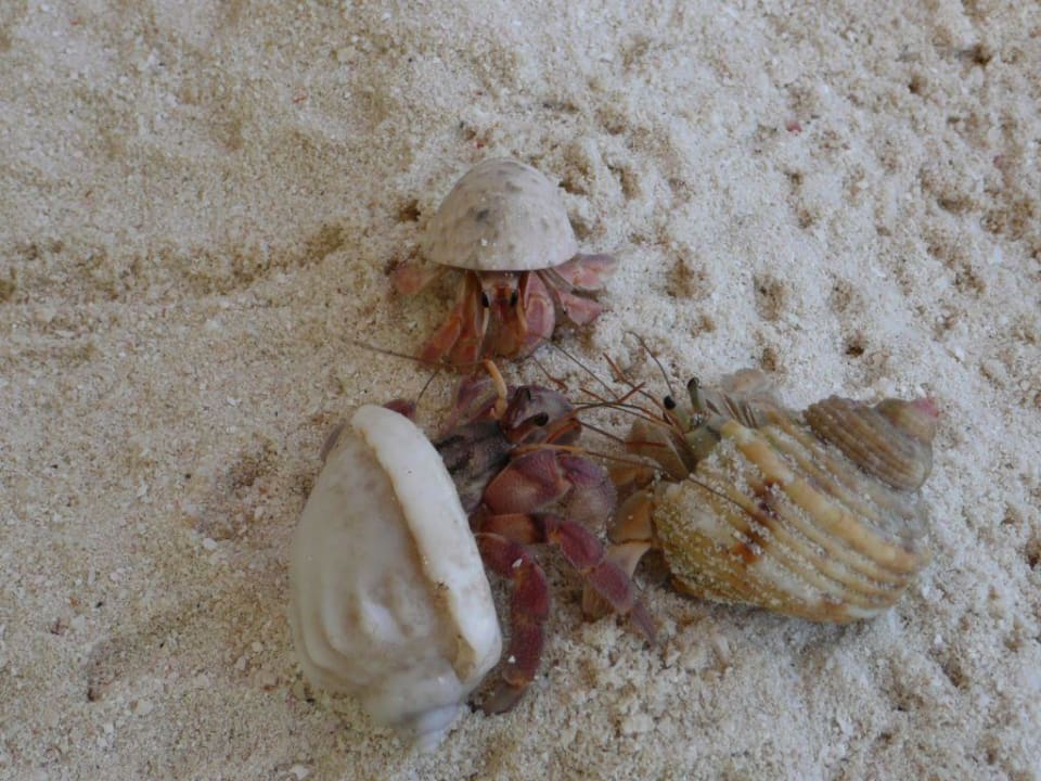 Strandbewohner NH Collection Maldives Reethi Resort