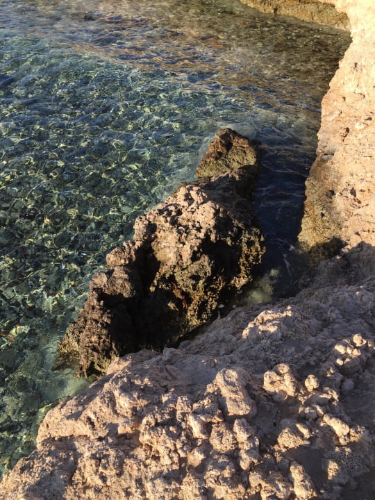 Krebse am Riff  Steigenberger Coraya Beach - Adults only