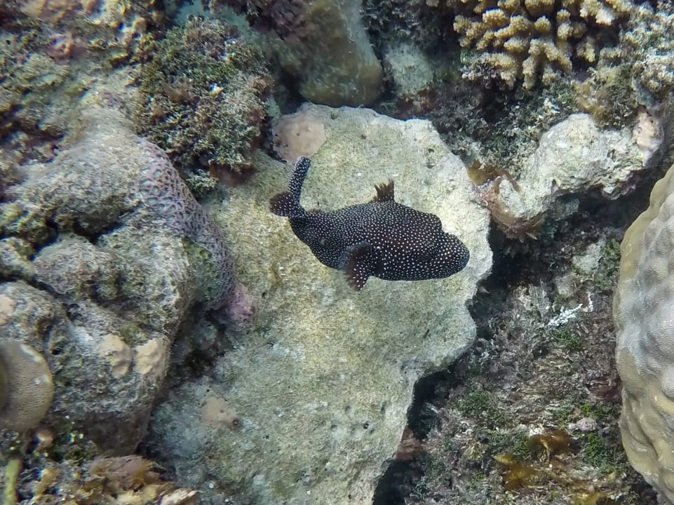 Perlhuhn - Kugelfisch NH Collection Maldives Havodda Resort