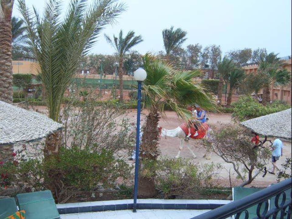 das Kamel Giftun Azur Resort
