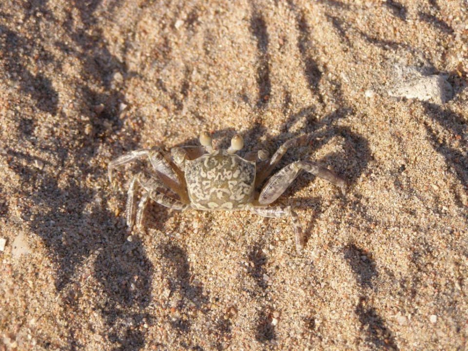 Krabbe im Sand Makadi Palace